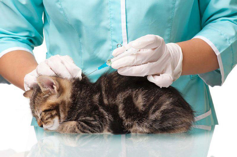 Dịch vụ tiêm phòng Vắc xin cho chó mèo tại Vinh