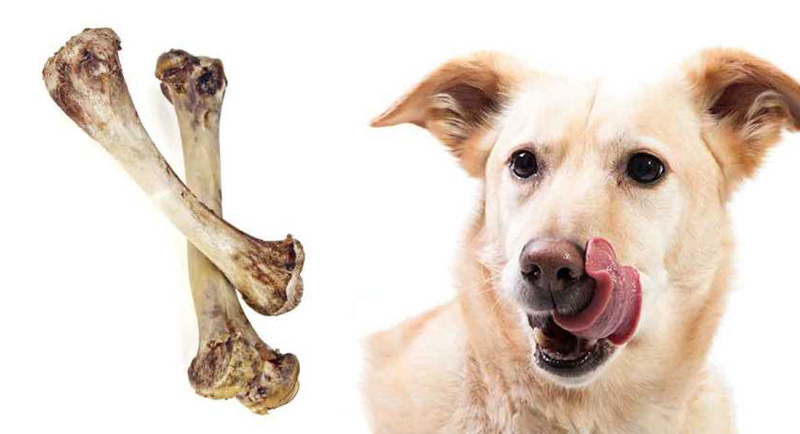 Có nhiều chú cún gặp nguy cơ bị mẻ hoặc gãy răng khi cố nhai một khúc xương quá cứng