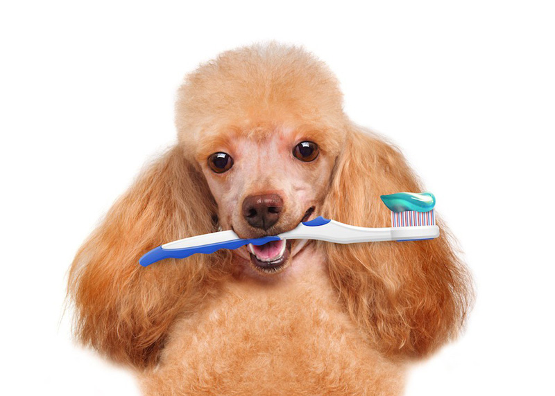 Đánh răng cho thú cưng đúng cách giúp hết hôi miệng 