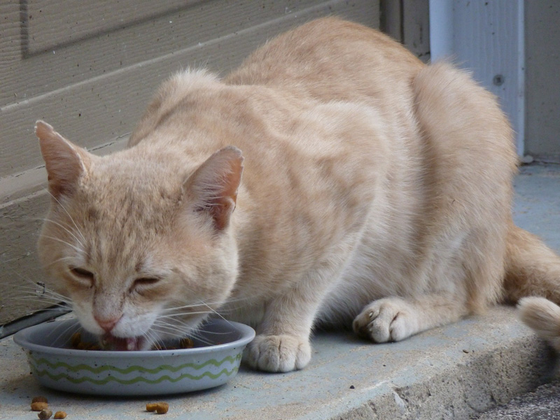 Bệnh cường giáp là một trong những lý do khiến mèo ăn liên tục