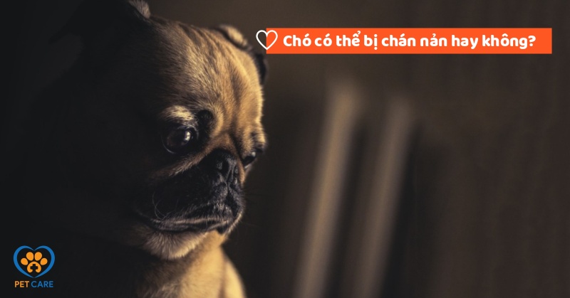 Chó có thể bị chán nản hay không?