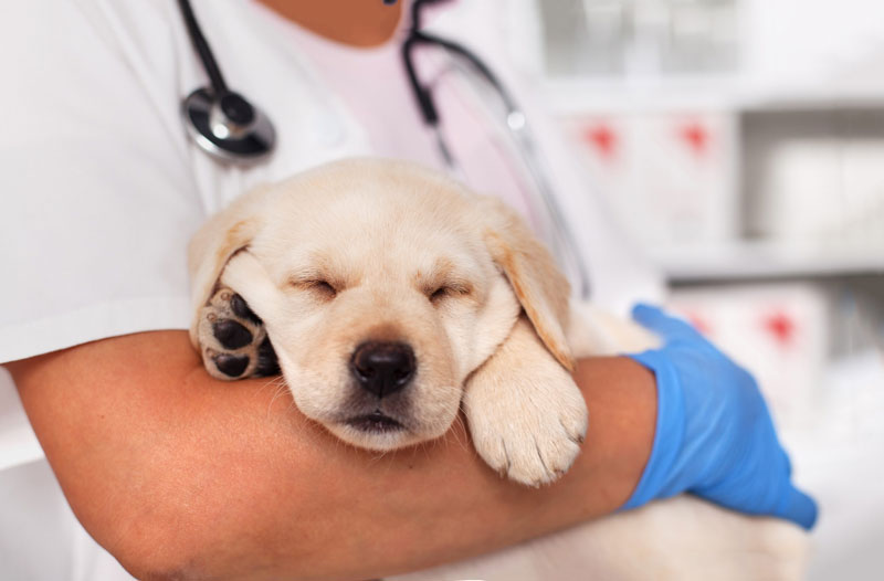 Bệnh viêm da ở chó - Nguyên nhân, triệu chứng và cách điều trị hiệu quả