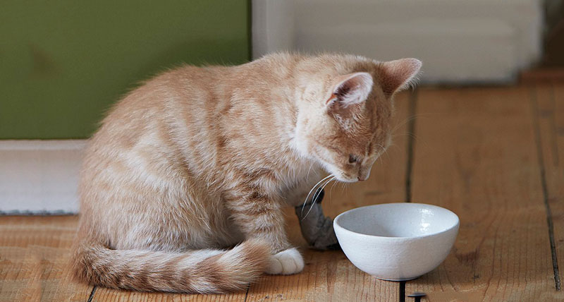 Mèo có triệu chứng bỏ ăn khi bị nhiếm sán dây