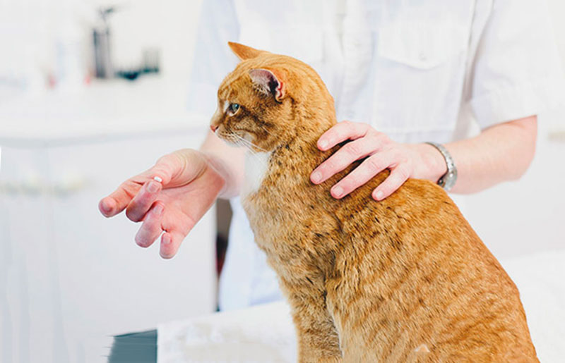 Thuốc tẩy giun cho mèo