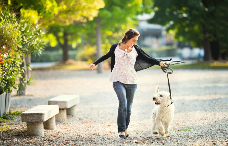  Chú ý đến việc tập thể dục cho chú chó của bạn vào buổi sáng khi chơi đùa bên ngoài hoặc đi bộ nhanh