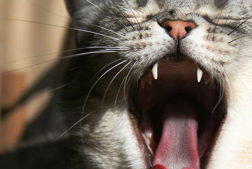 Mèo hay ngáp hoặc nghiến răng 