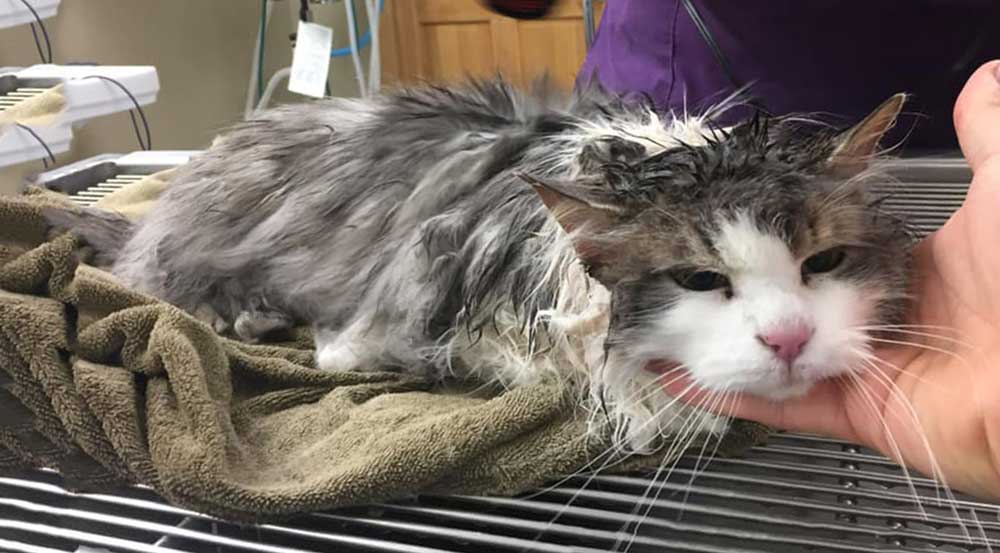 Sấy cho mèo sau khi tắm