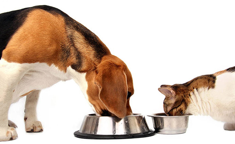 Điểm khác biệt thức ăn của chó và mèo